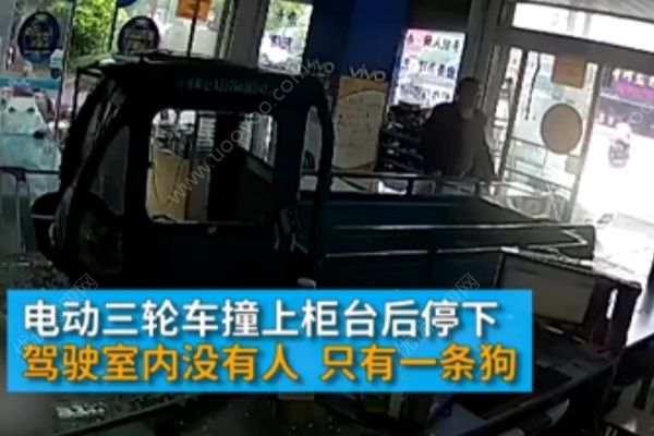 电动三轮车突然冲进手机店，“肇事者”却是条狗(1)