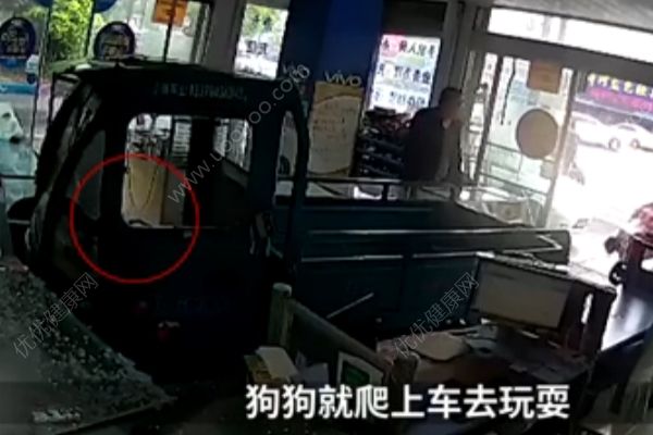 电动三轮车突然冲进手机店，“肇事者”却是条狗(3)