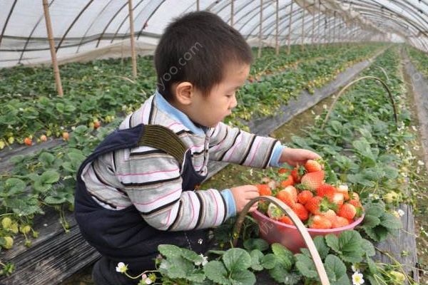 摘草莓什么时候去最好？带孩子摘草莓须知(2)