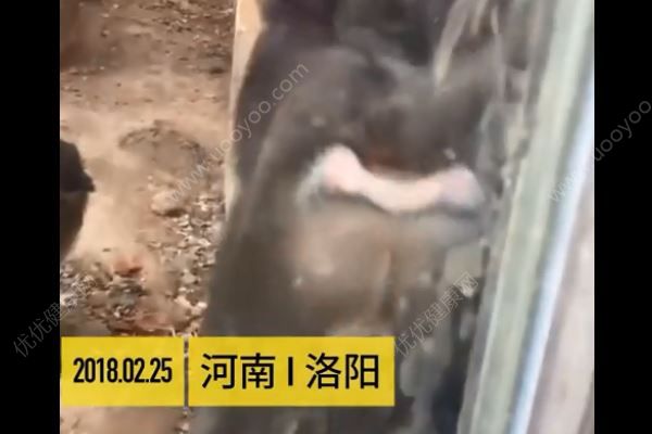 男子连续点了五六根香烟喂猴子，小猴误当食物被烫伤(2)