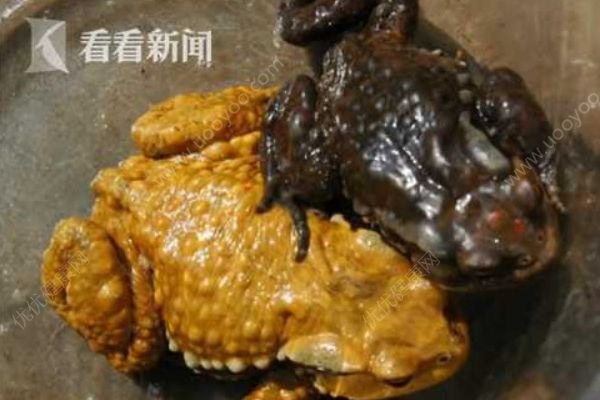 夫妻两人抓蟾蜍食用，妻子因吃蟾蜍卵中毒身亡(1)