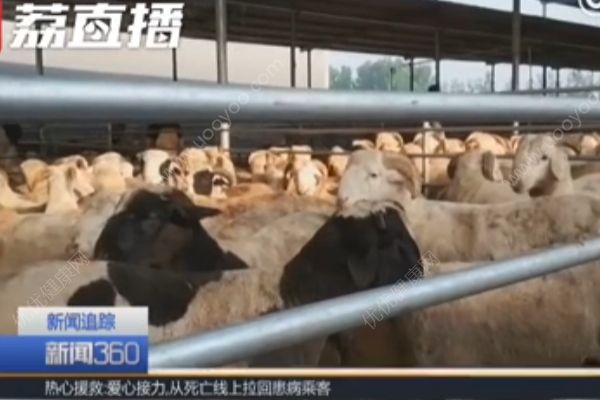 山东冠县一屠宰场售瘦肉精羊肉，宰前还要注两次水(2)