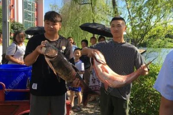 重庆一高校打捞万斤鱼，将做剁椒鱼头等给师生吃(1)