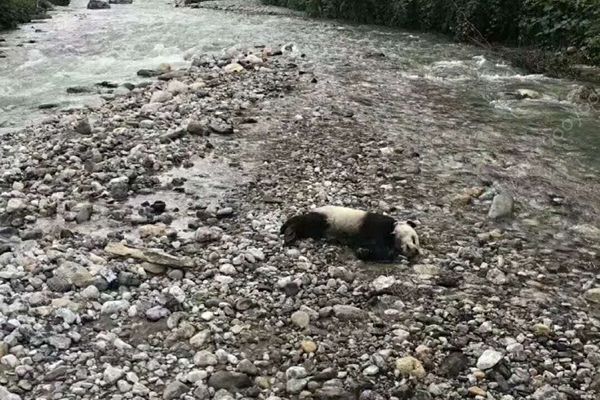 四川洪涝灾害，成都一野生大熊猫溺亡(1)