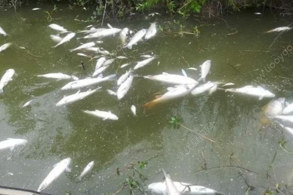 鱼塘8万斤鱼全死光：检出石油类污染物，超标572倍(1)