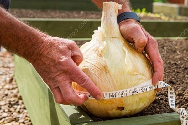 男子培育出9斤重的巨型洋葱，可供30人食用(3)