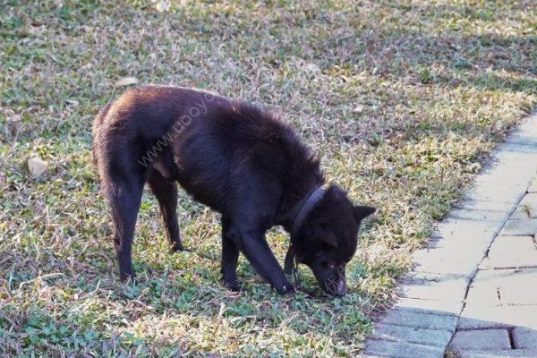 大妈骑车被狗追摔断手臂该谁赔？法院：狗主人(4)