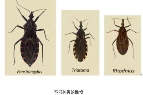 广州8元1只悬赏这种小虫，被咬会得“新型艾滋病”(2)