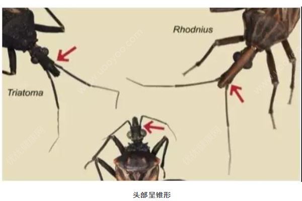 广州8元1只悬赏这种小虫，被咬会得“新型艾滋病”(3)