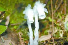 湖南现罕见水晶兰，传说中的“冥界之花”，水晶兰药用价值[多图]